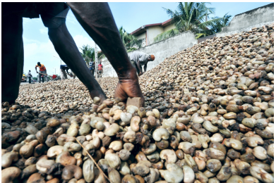 Raw Cashew Nuts